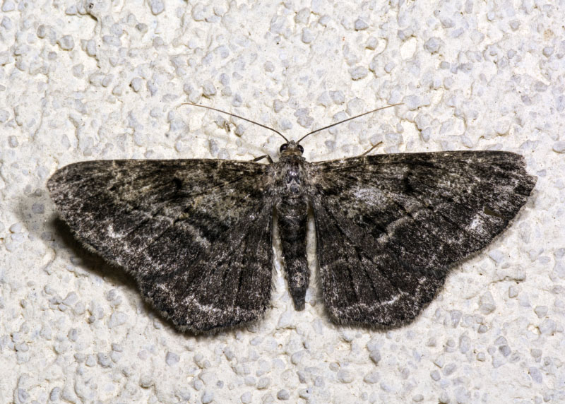 Geometridae